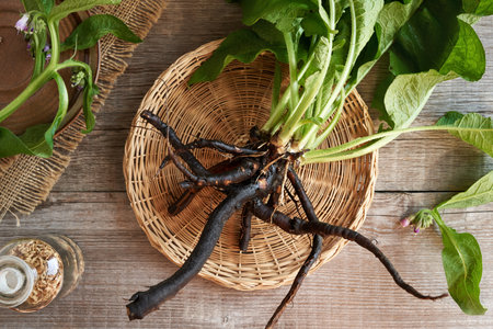 Fresh comfrey or knitbone root with leaves on a wooden table, top viewの写真素材