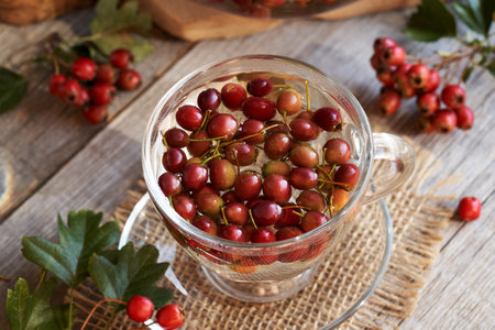 A cup of herbal tea with fresh hawthorn berries on a table in autumnの写真素材