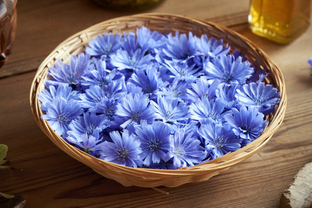 Blue wild chicory flowers in a wicker basket - ingredient for tinctureの写真素材
