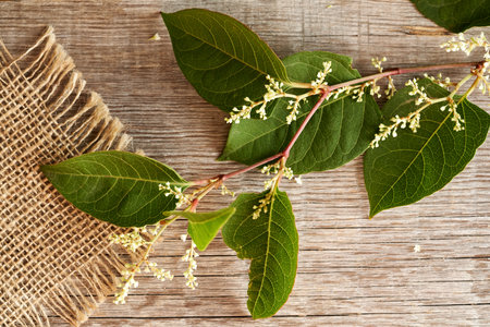 Japanese knotweed or Reynoutria japonica leaves and flowers on a wooden table, top viewの写真素材