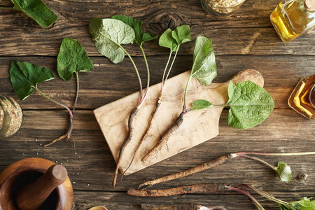 Young burdock plants with roots on a table with bottles of tincture, top viewの写真素材