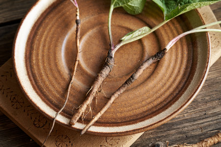 Burdock root on a brown plate - ingredient for herbal tinctureの写真素材
