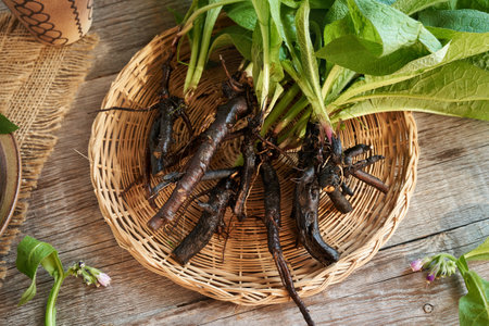 Comfrey or knitbone root on a table - ingredient for herbal medicine