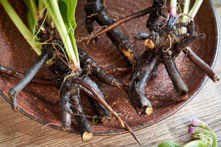 Comfrey or knitbone root on plate on a table