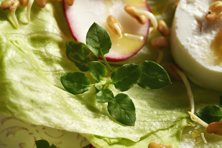 Closeup of young chickweed leaves in a vegetable salad with goat cheese and fenugreek sproutsの写真素材