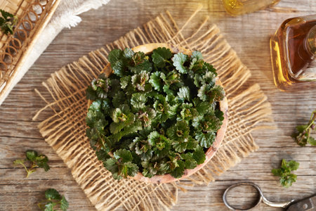 Fresh ground-ivy leaves in a bowl on a table, top view. Medicinal plant.