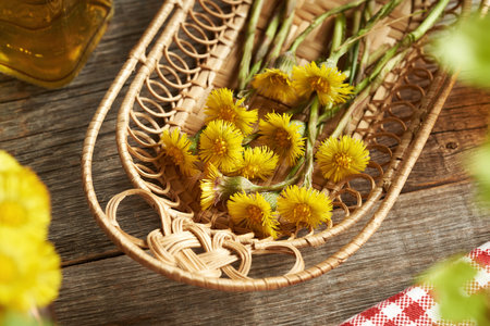 Fresh coltsfoot or Tussilago flowers harvested in spring - ingredient for herbal teaの写真素材