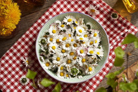 Fresh common daisy flowers in a bowl - ingredient for herbal syrup, top viewの写真素材