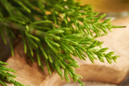 Close up of fresh horsetail plant with a cup of herbal tea in the background. Alternative medicine.