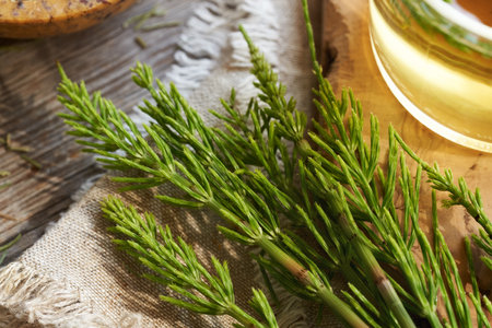 Fresh horsetail plant with a cup of herbal tea in the background. Ingredient for alternative medicine.の写真素材