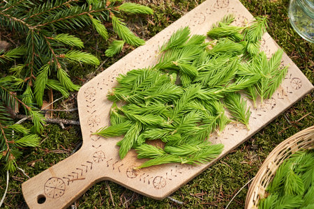Young spruce tree tips harvested in spring on a wooden cutting board - ingredient for preparation of...