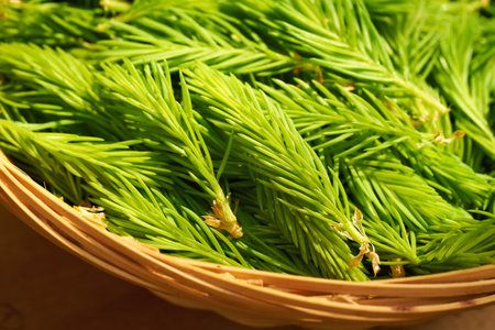 Closeup of young spruce tree tips harvested in spring in a wicker basket - ingredient for herbal...
