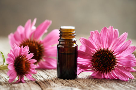 Brown bottle of aromatherapy essential oil or tincture with fresh purple echinacea flowersの写真素材