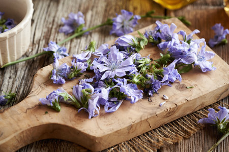 Preparation of herbal tincture from fresh blue chicory flowersの写真素材