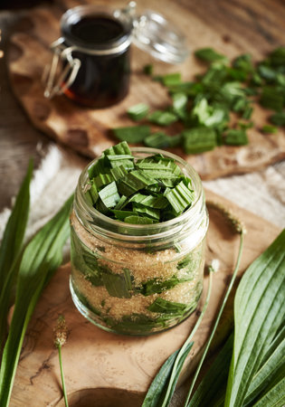 Preparation of ribwort plantain syrup for cough from fresh green leaves and cane sugarの写真素材
