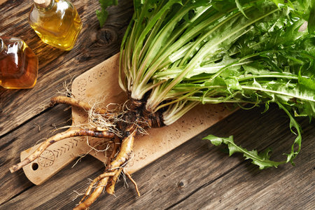 Whole dandelion plant with root and lush green leaves on a wooden cutting board on a tableの写真素材