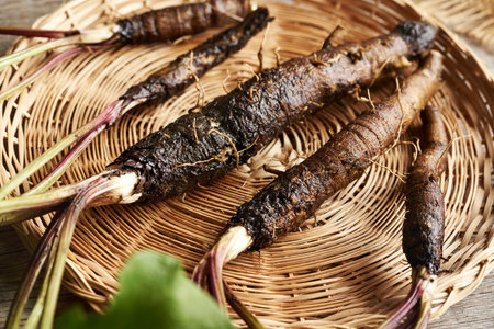 Fresh whole burdock root on a table - ingredient for herbal tincture