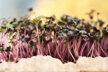 Fresh purple cabbage sprouts or microgreens growing on cottonwoolの写真素材