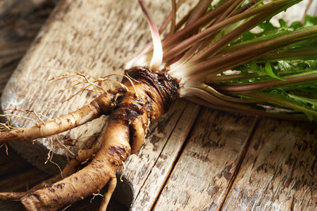 Closeup of fresh whole dandelion root with green leaves on a tableの写真素材