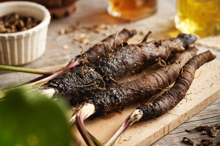 Closeup of fresh whole burdock root on a table - ingredient for herbal tinctureの写真素材