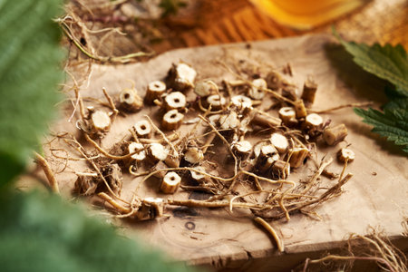 Cutting fresh stinging nettle root and rhizome - preparation of homemade herbal tinctureの写真素材