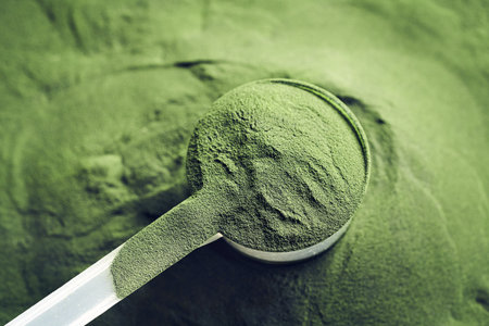 Green chlorella algae powder in a plastic measuring cup - healthy nutritional supplementの写真素材