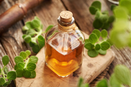 A bottle of herbal tincture for common cold with fresh Plectranthus or Coleus amboinicus leavesの写真素材