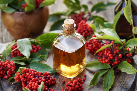 A bottle of herbal tincture with fresh red elderberry or Sambucus racemosa fruitの写真素材