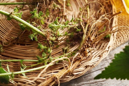 Fresh stinging nettle root and rhizome on a table. Wild medicinal plant.の写真素材