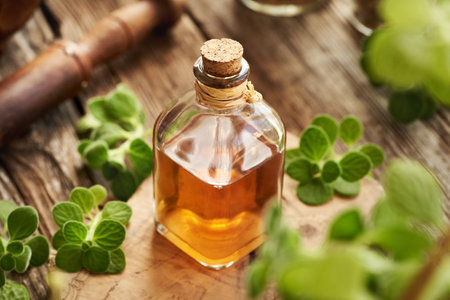A bottle of herbal tincture with fresh Plectranthus amboinicus plantの写真素材