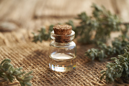 A bottle of aromatherapy essential oil with santolina leavesの写真素材