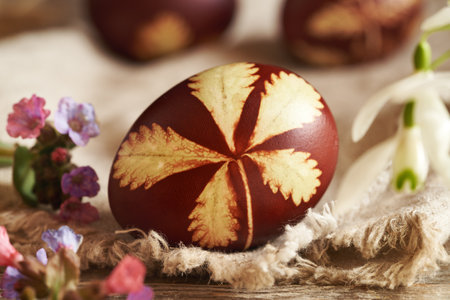 Brown Easter egg dyed with onion peels with a pattern of fresh leaves, with lungwort and snowdrop flowersの写真素材