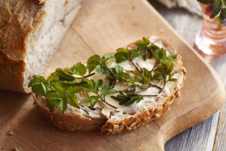 Young ground elder leaves on slices of bread in spring. Wild edible plants.の写真素材