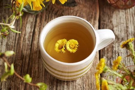A cup of coltsfoot tea with fresh coltsfoot flowers collected in early springの写真素材