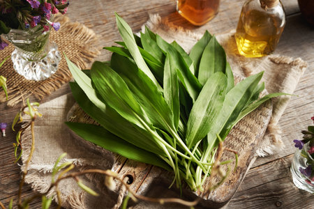 Fresh wild bear's garlic or ramson leaves on a table - wild edible plant collected in springの写真素材