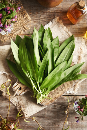 Fresh wild garlic or ramson leaves on a wooden table - wild edible plant collected in the forest in springtimeの写真素材