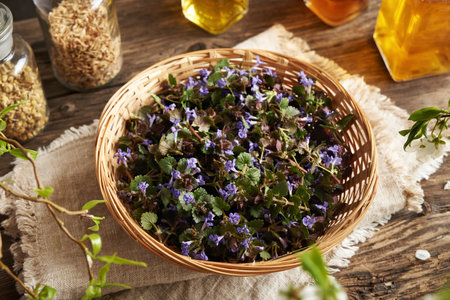 Fresh ground-ivy flowers harvested in spring in a wicker basket on a table. Wild edible plant.の写真素材