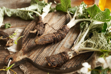 Fresh whole burdock or Arctium lappa root on a wooden cutting boardの写真素材