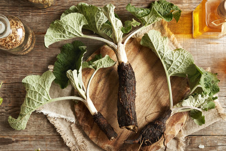 Fresh whole burdock root on a table, top viewの写真素材