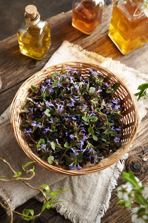 Fresh ground-ivy flowers and leaves in a wicker basket. Wild edible plant collected in spring.の写真素材