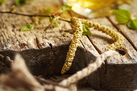 Fresh birch branches with very young leaves and catkins - ingredient for gemmotherapeutic herbal tinctureの写真素材