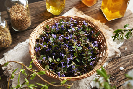 A basket of fresh ground-ivy leaves and flowers - wild edible plant harvested in springの写真素材