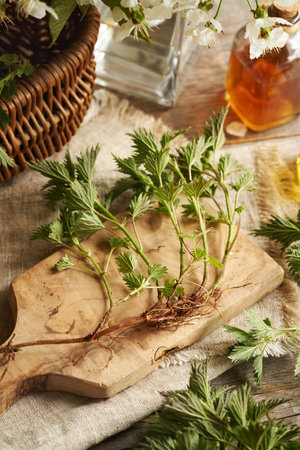 Fresh stinging nettle root and rhizome with a bottle of herbal tincture. Wild medicinal plant.の写真素材