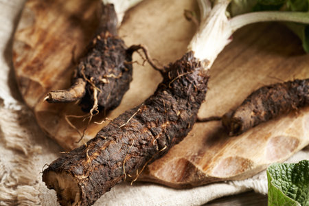 Close up of burdock root on a tableの写真素材