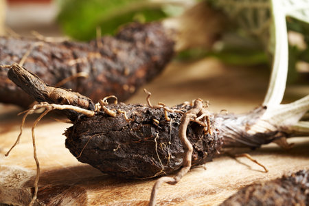 Fresh burdock root on a table, closeup.の写真素材