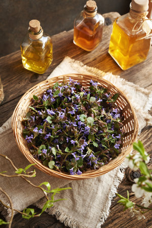 Fresh ground-ivy flowers in a wicker basket in springの写真素材