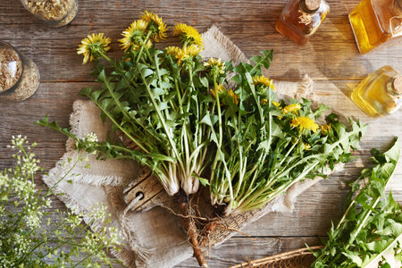 Whole dandelion plants with roots on a wooden table with bottles of herbal tinctureの写真素材
