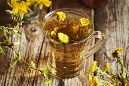 Coltsfoot or Tussilago tea with fresh flowers harvested in springの写真素材