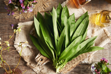 Wild garlic or ramson leaves on a table, top viewの写真素材