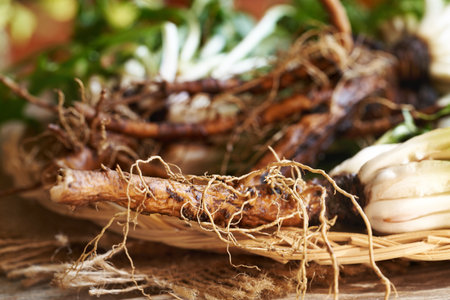 Whole dandelion root collected in spring, closeup